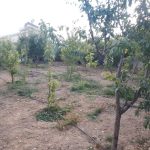 جابان زمین داخل شهرک