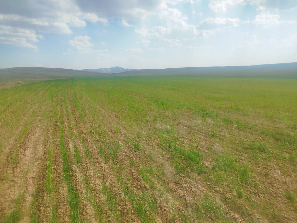 زمین 4 هکتاری