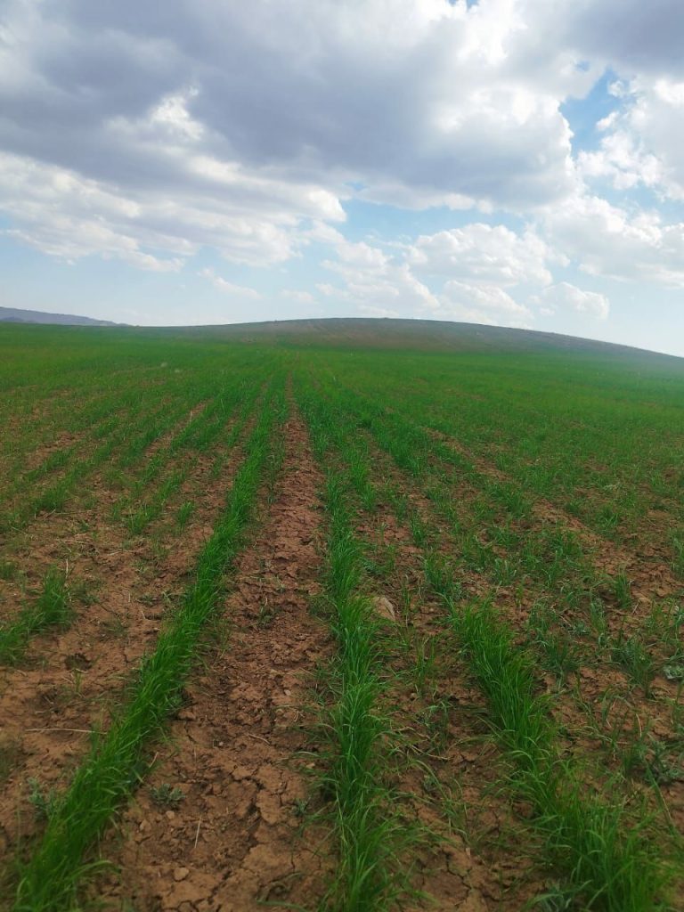 زمین 4 هکتاری