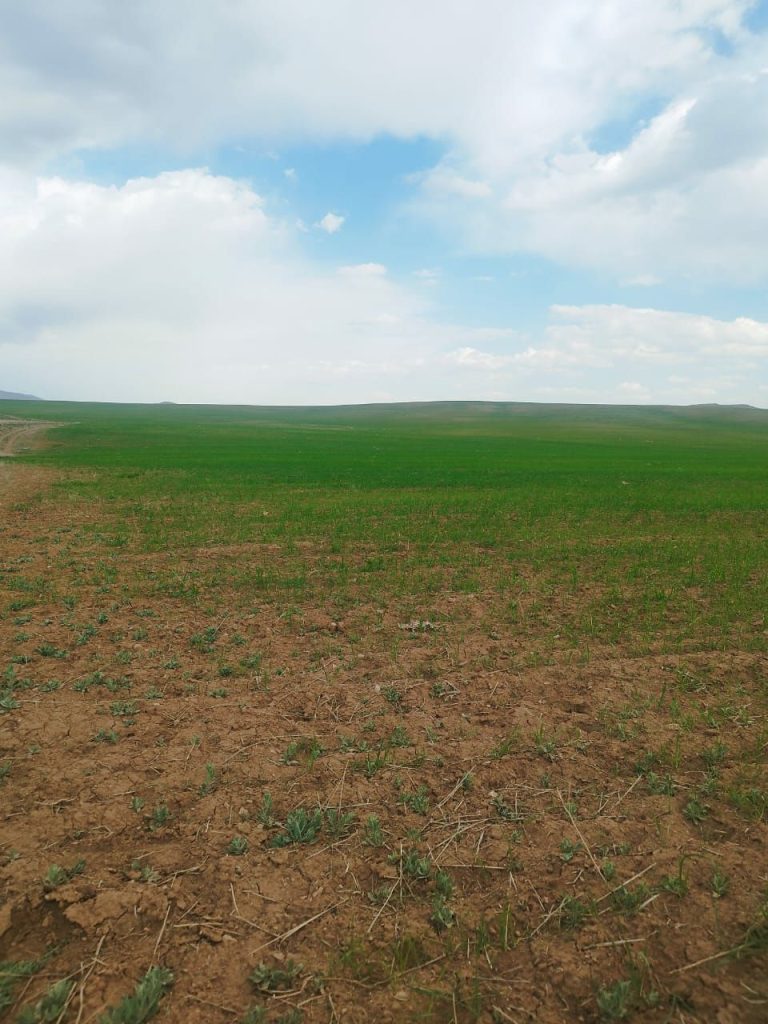 زمین 4 هکتاری