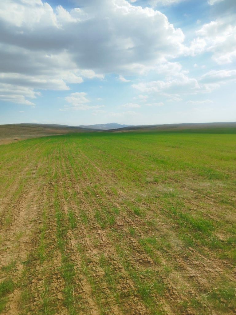 زمین 4 هکتاری