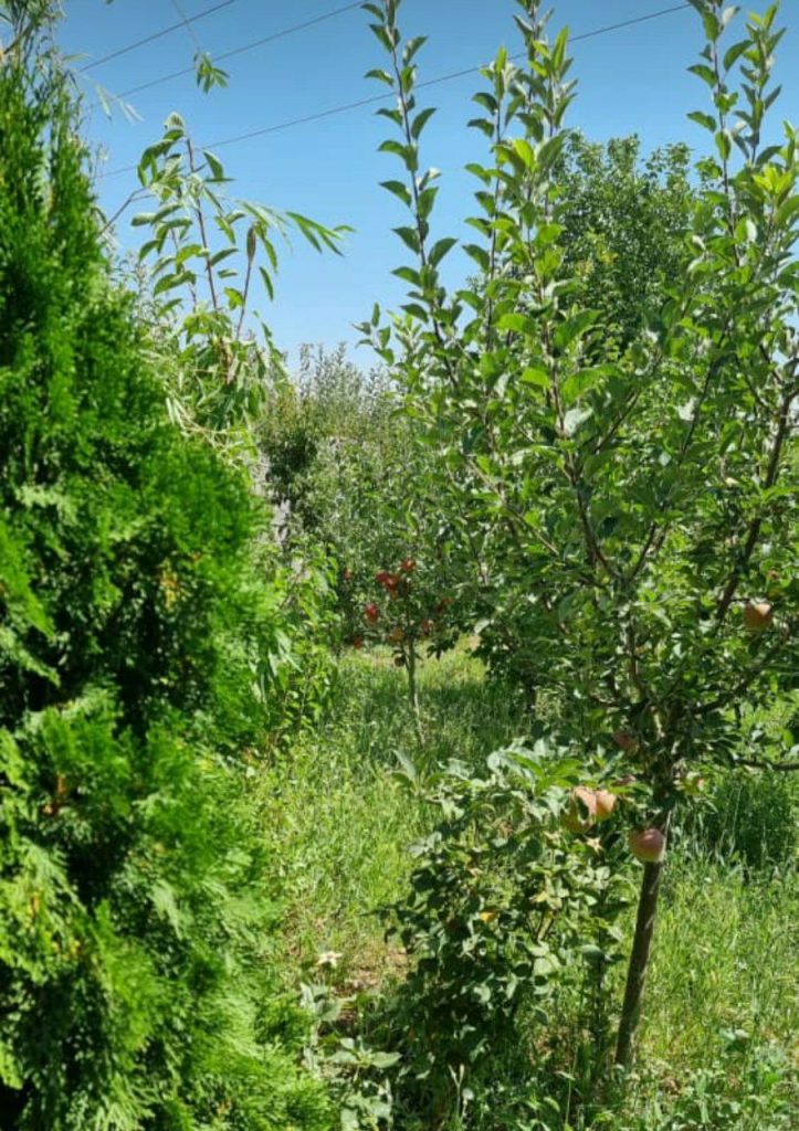 جابان  فروش باغچه  با ویلا