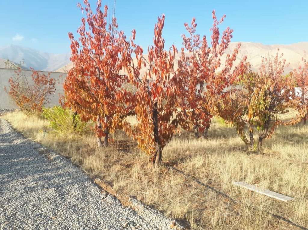 جابان  باغچه 320 متری با انشعابات