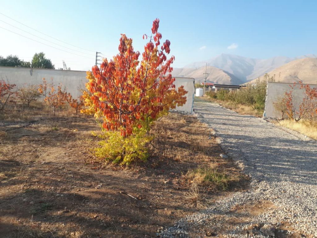 جابان  باغچه 320 متری با انشعابات