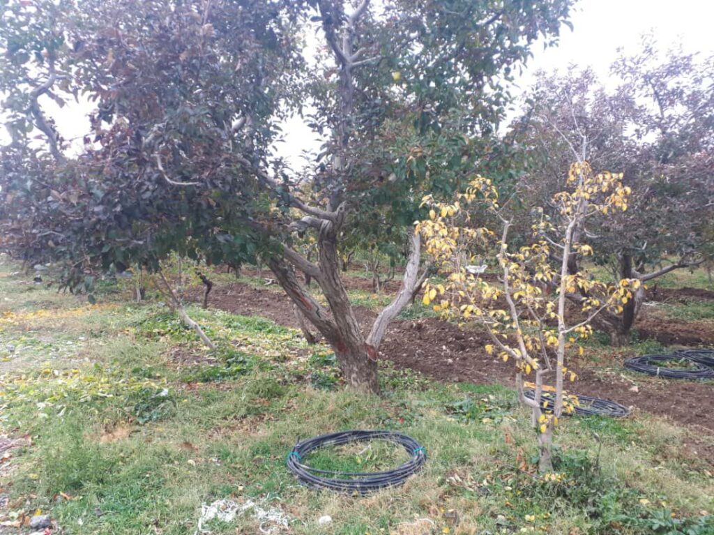 جابان باغچه 700 متری