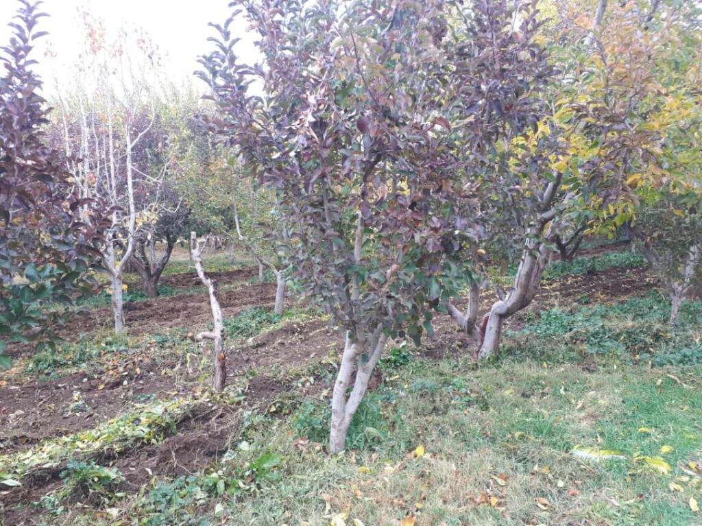 جابان زمین 700 متر