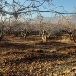 جابان باغچه قابل تفکیک 2000 متری باسند تکبرگ