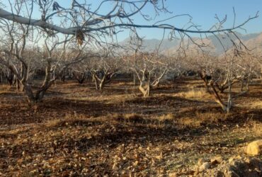 جابان باغچه قابل تفکیک  2000 متری باسند تکبرگ