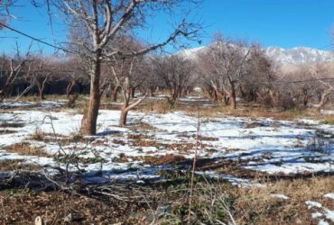 جابان  زمین 1000 متری  دیوار شده