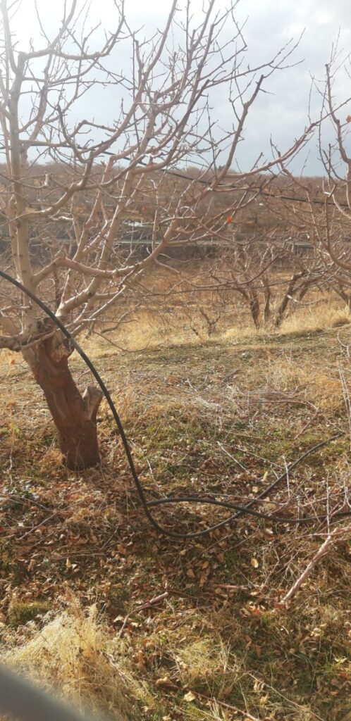 جابان 250 متر باغچه