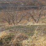 جابان 250 متر باغچه