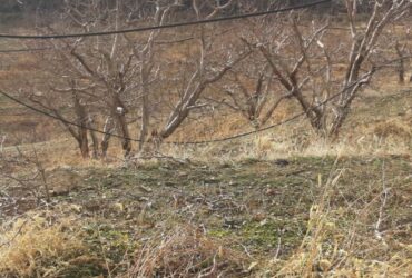 جابان 250 متر باغچه