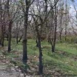 باغچه قدیمی داخل بافت بادرختان گردو قدیمی