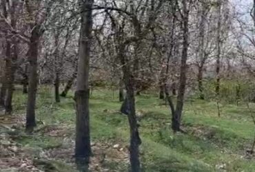 باغچه قدیمی داخل  بافت بادرختان گردو قدیمی