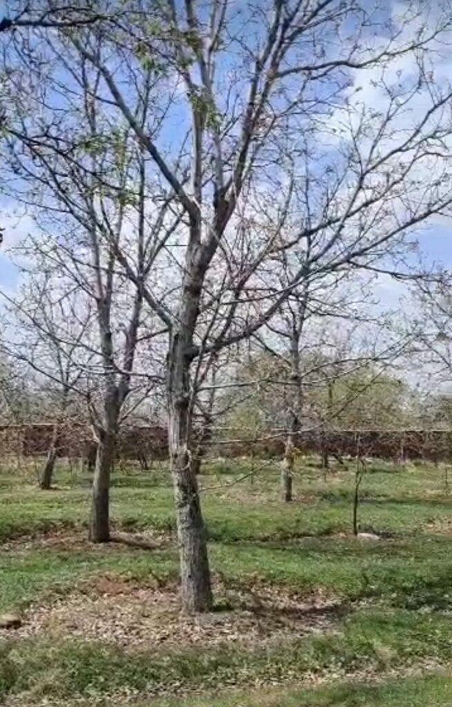 باغچه قدیمی داخل  بافت بادرختان گردو قدیمی
