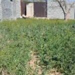 جابان باغچه