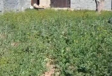 جابان باغچه