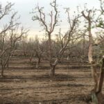 جابان باغچه باسند تکبرگ اقساطی