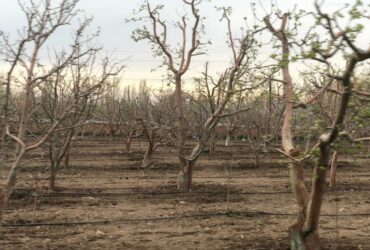 جابان  باغچه باسند تکبرگ اقساطی