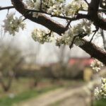 جابان باغچه 5000 متری قابل تفکیک به مترازهای 500 متری