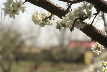 جابان باغچه 5000 متری قابل تفکیک به مترازهای 500 متری