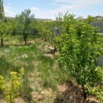 جابان باغچه