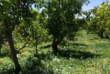 جابان باغچه 500 متری