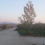 جابان باغچه