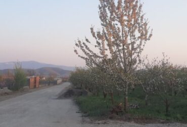 جابان  باغچه