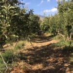 باغچه 700 متری قابل دو قوار0 350 متری