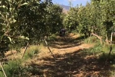 باغچه 700 متری قابل دو قوار0 350 متری