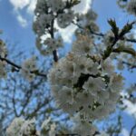 جابان باغ 1500 متر دیوار شده دوکله