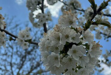 جابان باغ 1500 متر دیوار شده دوکله