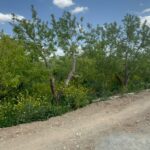 جابان  باغ 500 متر با سند تکبرگ