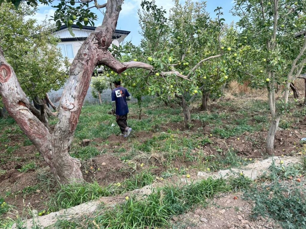 جابان  باغ 500 متر با سند تکبرگ