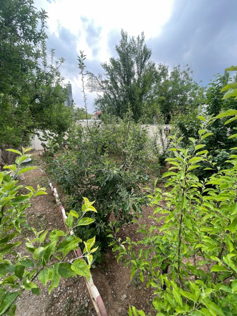 جابان ویلا 250 متری