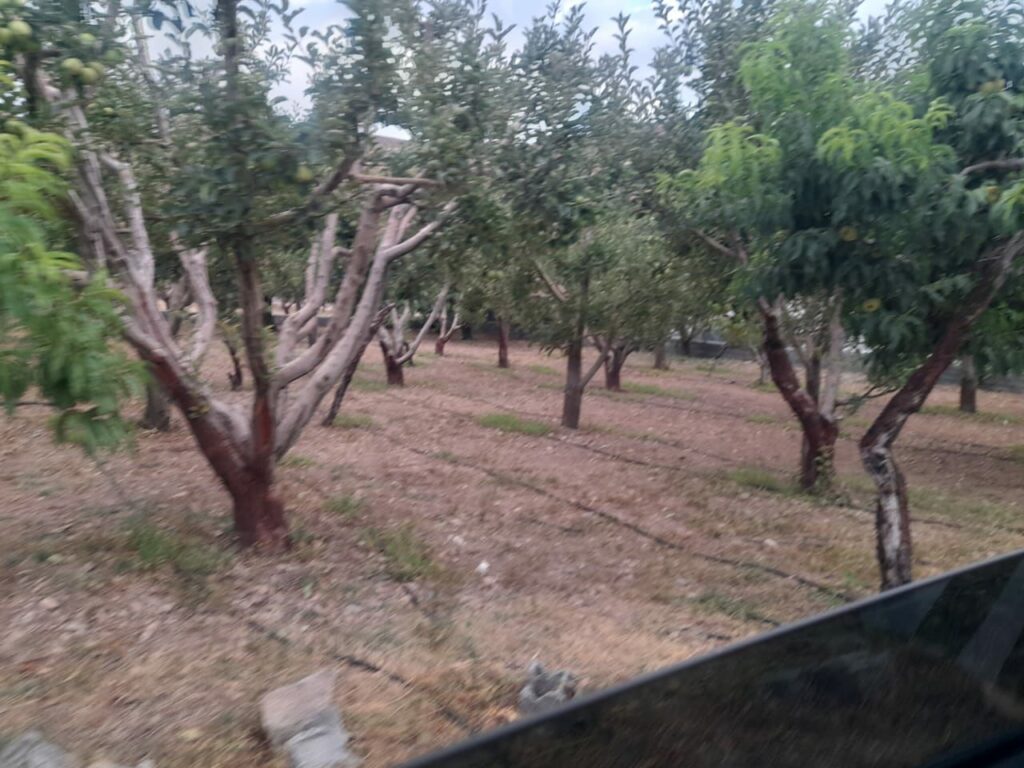 جابان باغ 1000 متری