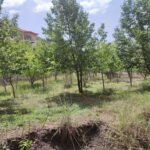 دماوند روستا هویر    1000متر باغ گردو و داخل بافت با مجوز