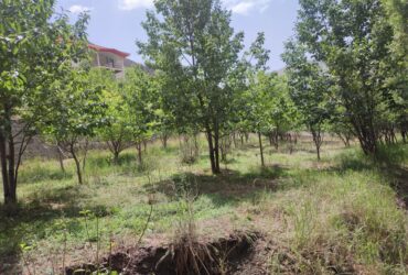 دماوند روستا هویر    1000متر باغ گردو و داخل بافت با مجوز