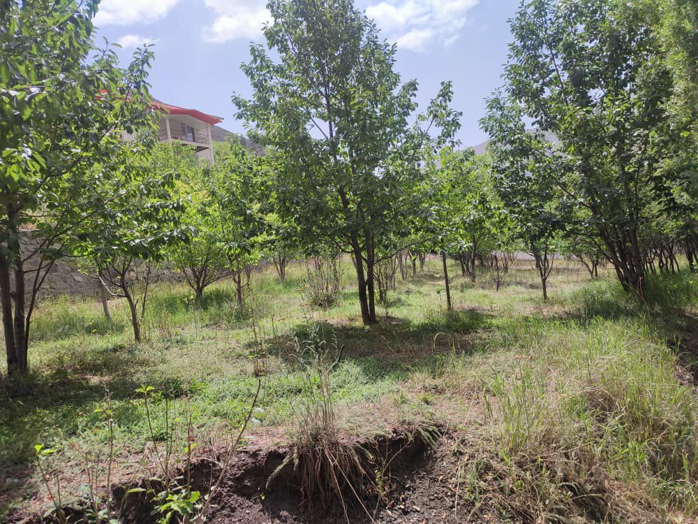 روستا هویر 1000 متر باغ گردو