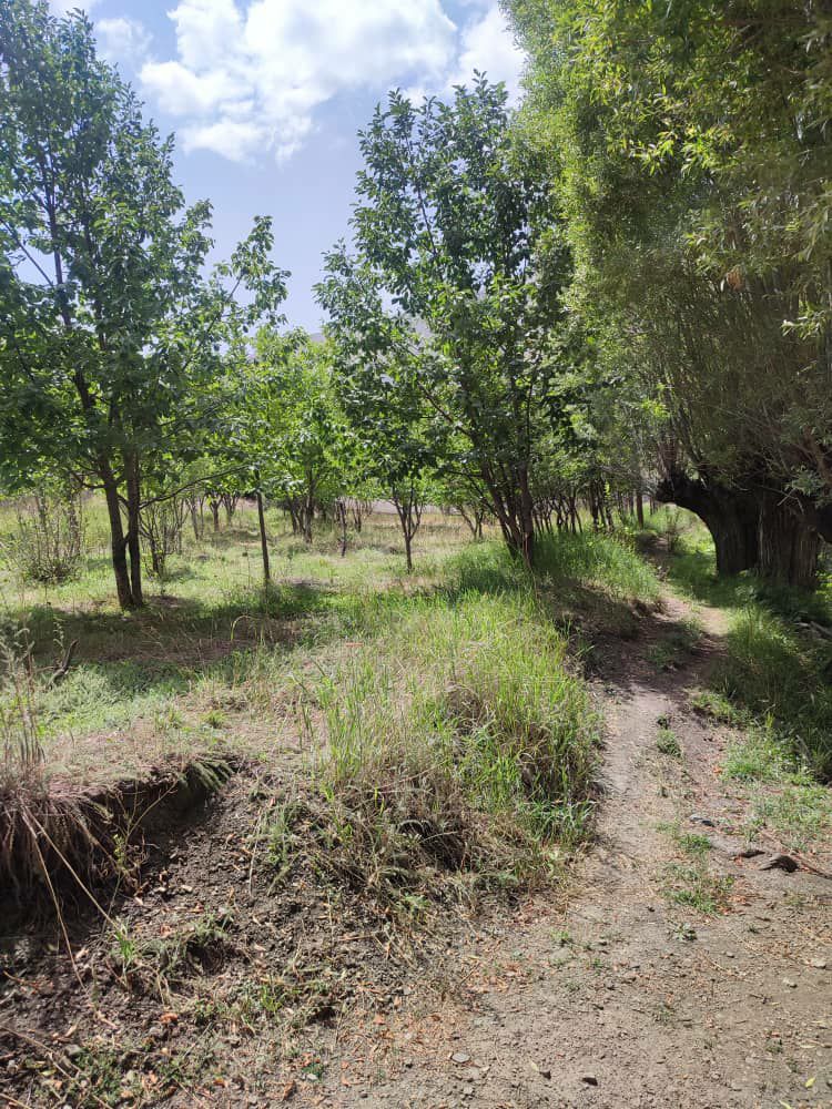 دماوند روستا هویر    1000متر باغ گردو و داخل بافت با مجوز