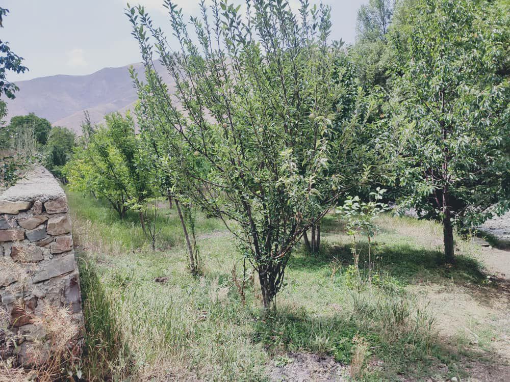 دماوند روستا هویر    1000متر باغ گردو و داخل بافت با مجوز