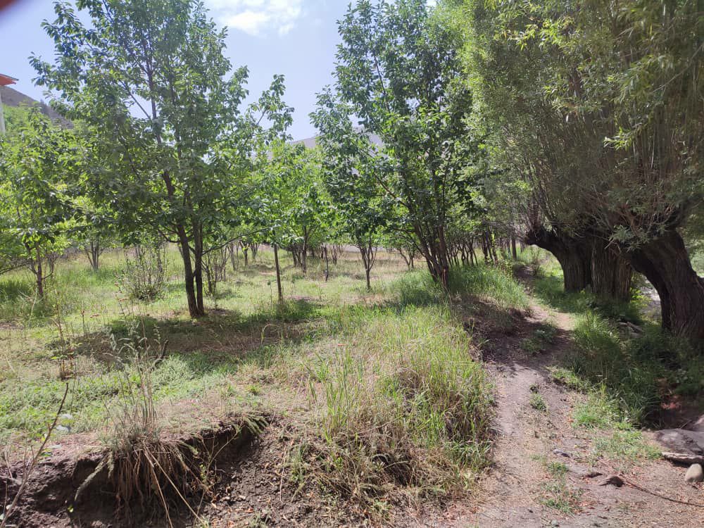 دماوند روستا هویر    1000متر باغ گردو و داخل بافت با مجوز