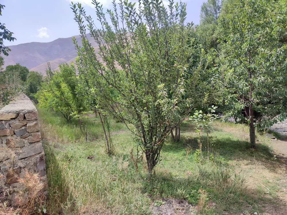 دماوند روستا هویر    1000متر باغ گردو و داخل بافت با مجوز