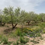 جابان باغچه