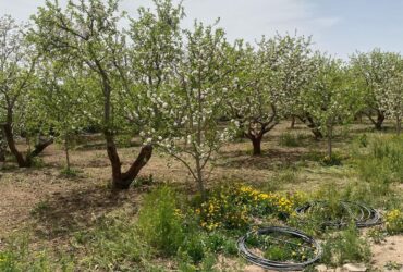 جابان باغچه