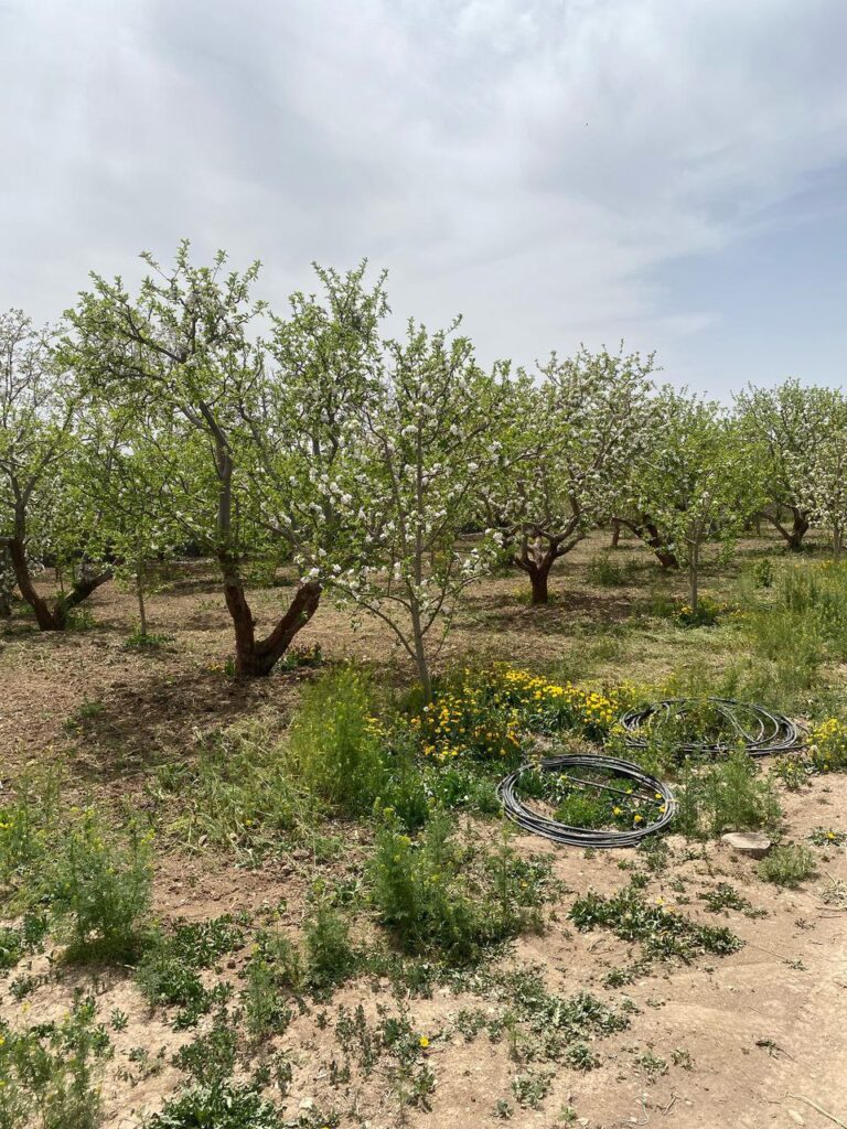 جابان فروش باغچه