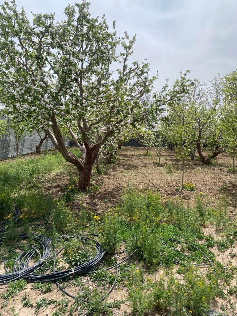 جابان باغچه