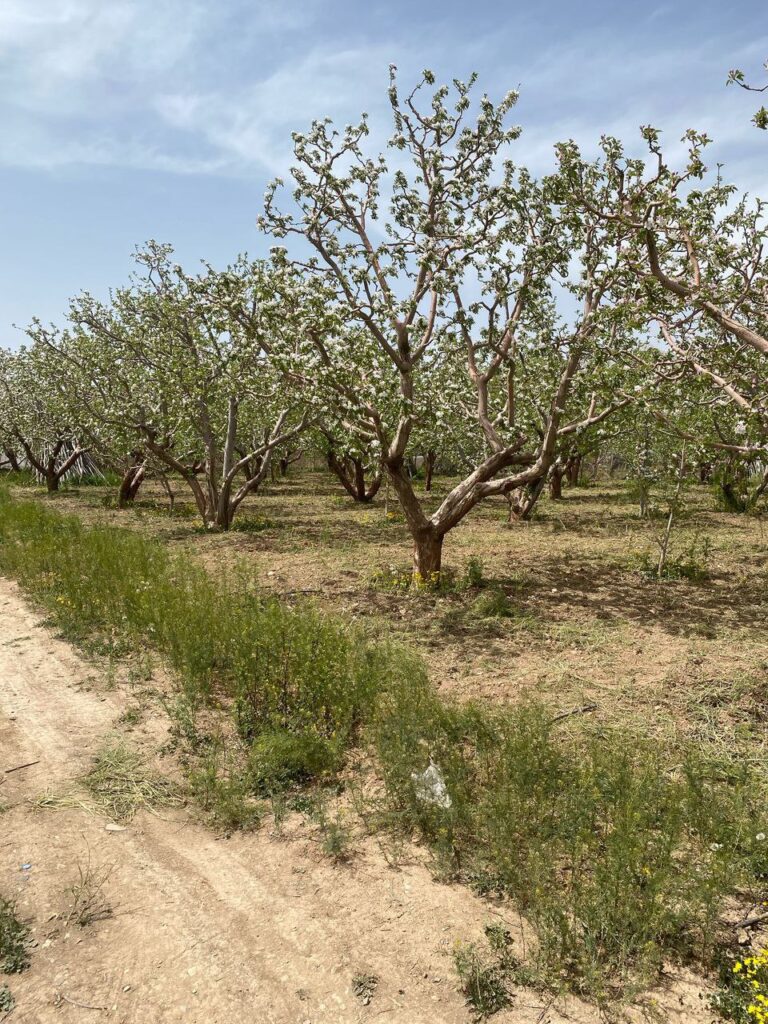 جابان باغچه