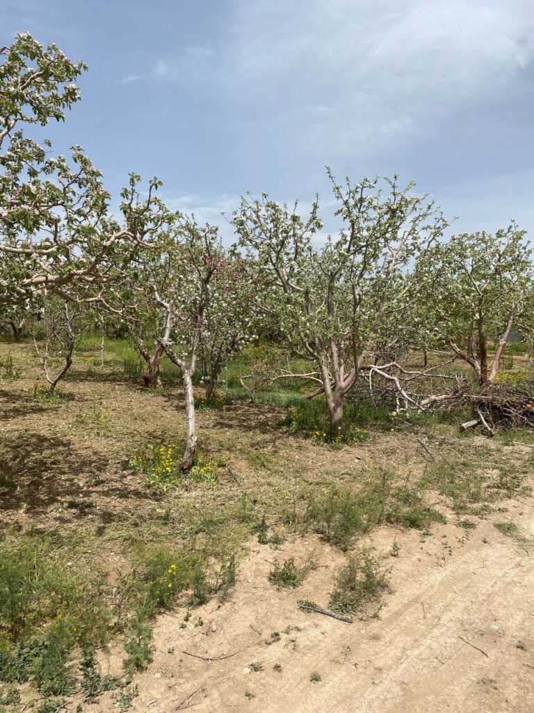 جابان باغچه